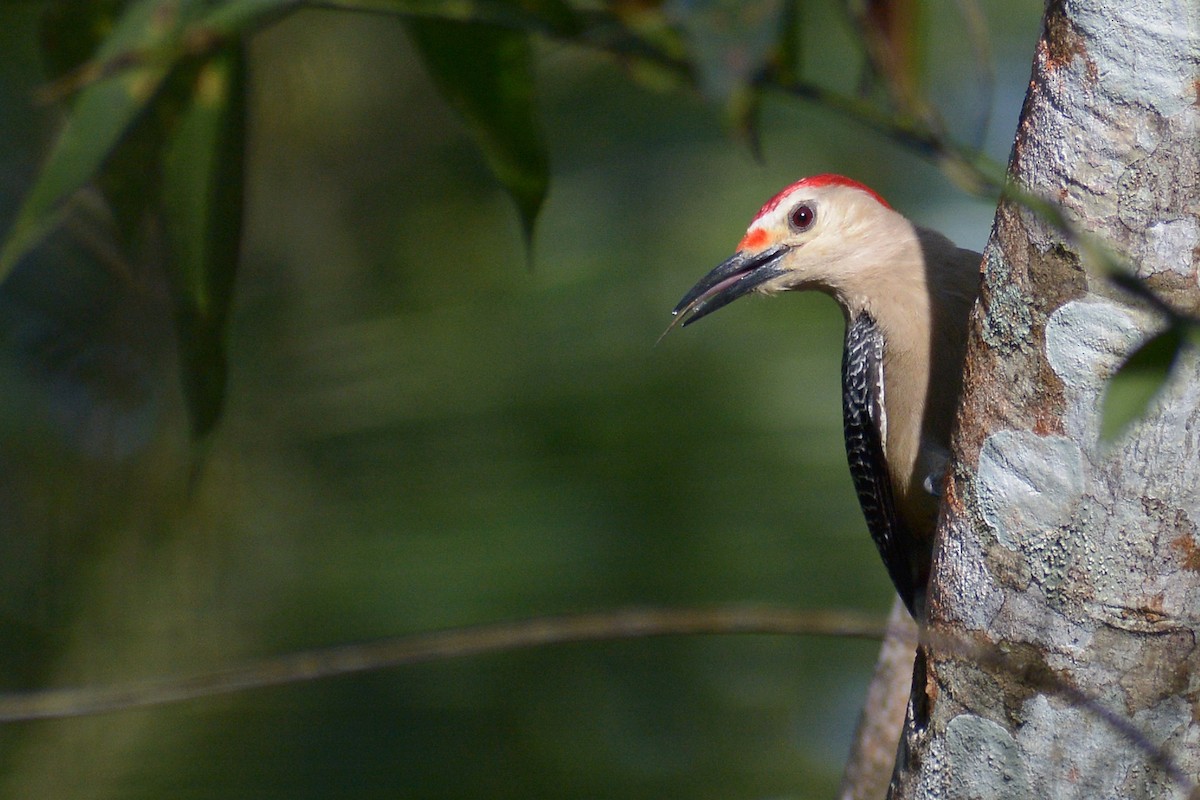 Golden-fronted Woodpecker - ML436902621