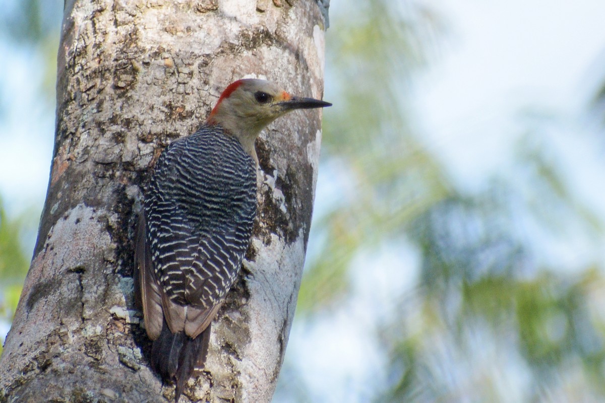 Golden-fronted Woodpecker - ML436902641