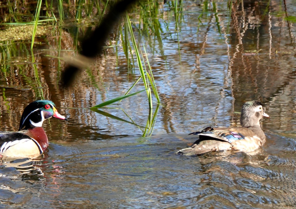 Wood Duck - ML436902831