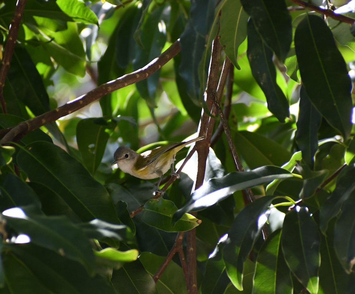 Lesser Greenlet - Samantha Ke Rodriguez