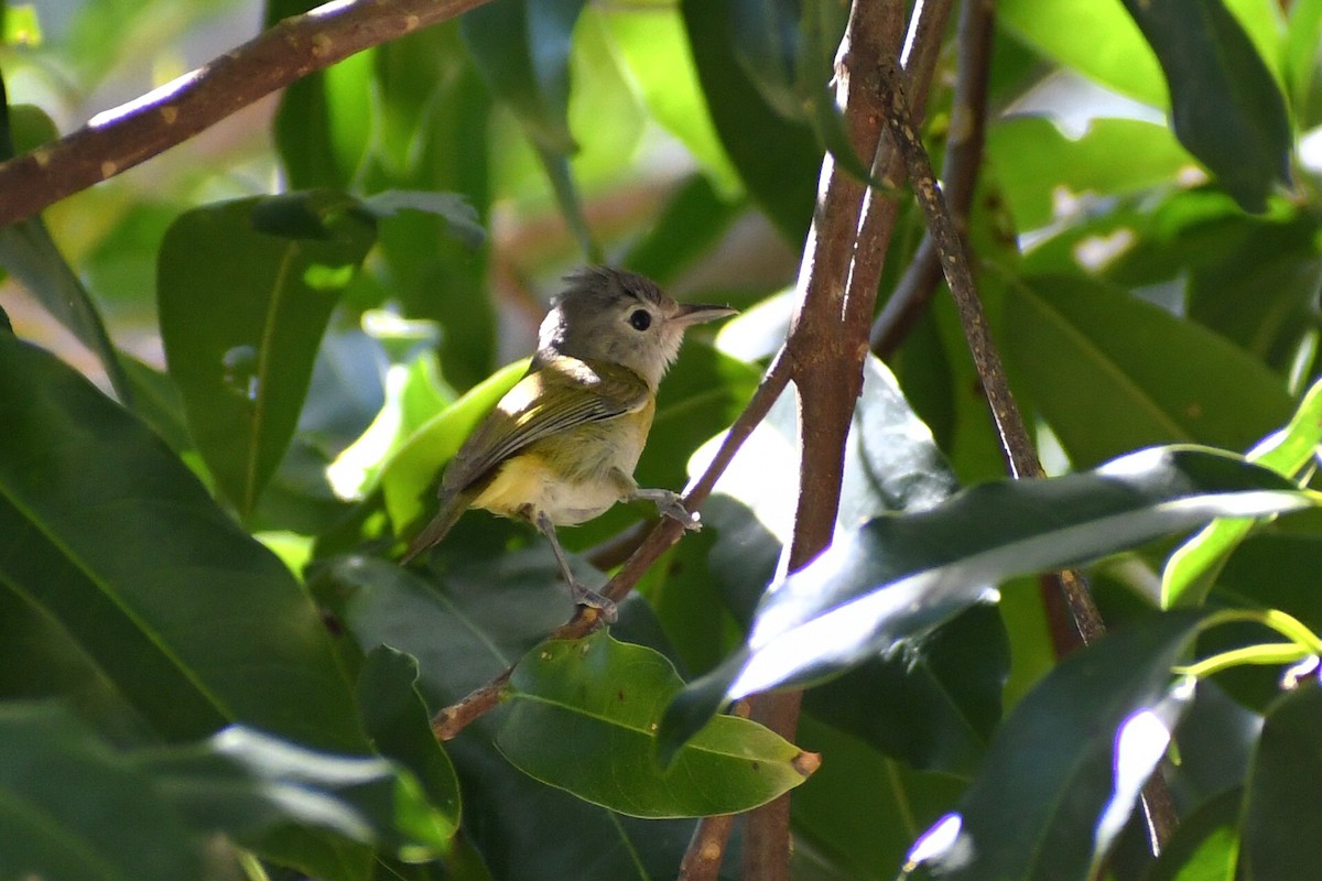 Lesser Greenlet - Samantha Ke Rodriguez