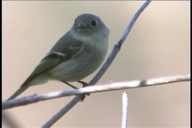 Ruby-crowned Kinglet - ML436903