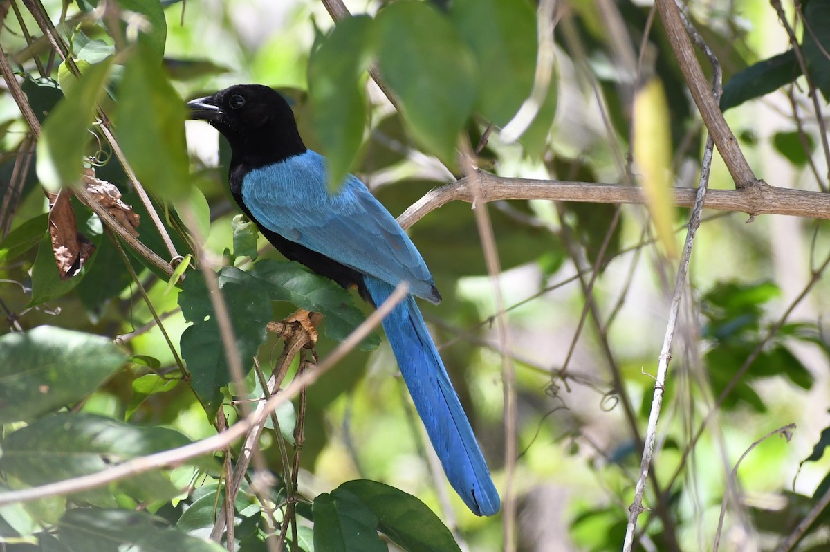 Geai du Yucatan - ML436903061