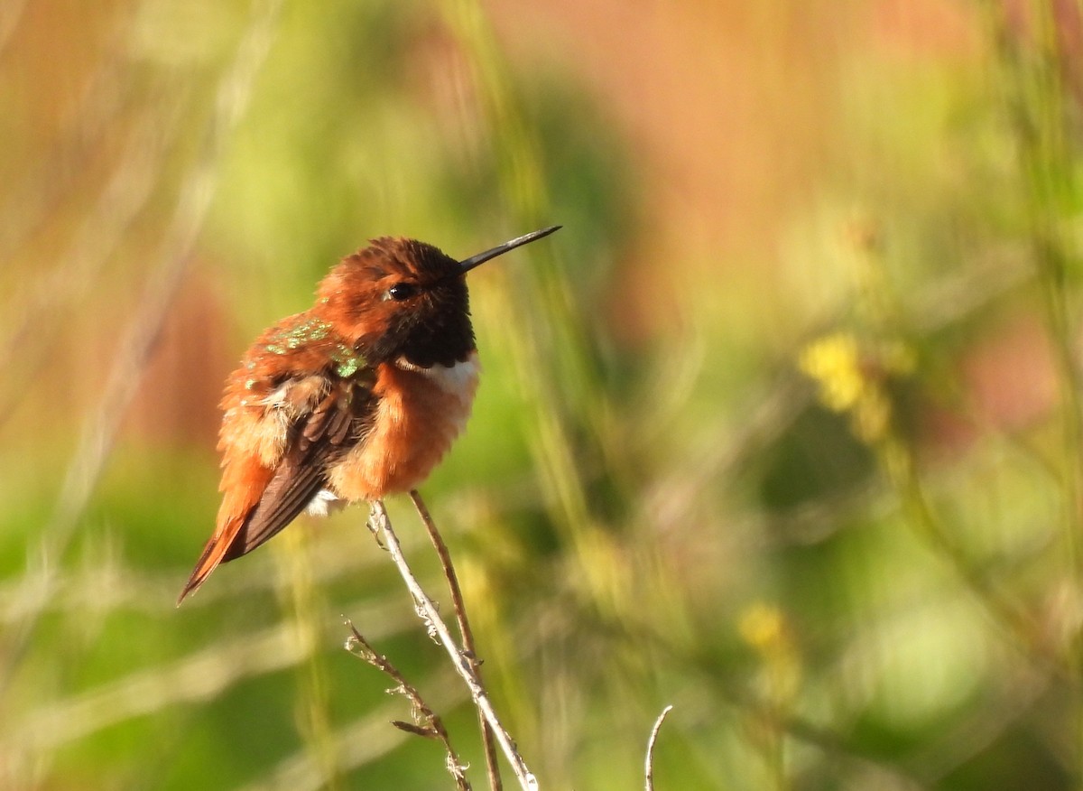 Rufous Hummingbird - Bill Pelletier
