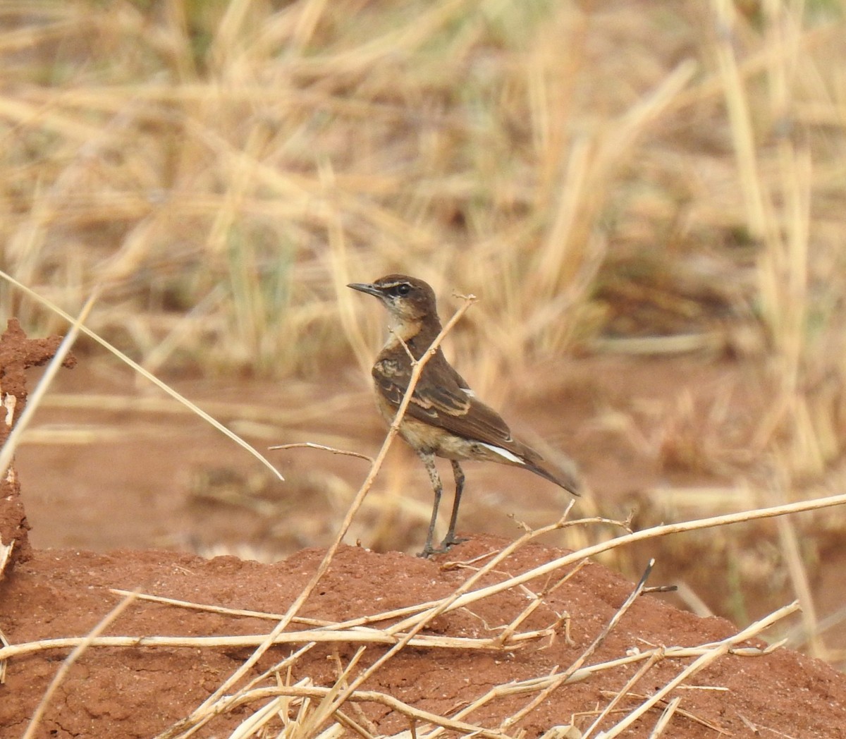 Heuglin's Wheatear - ML436904661