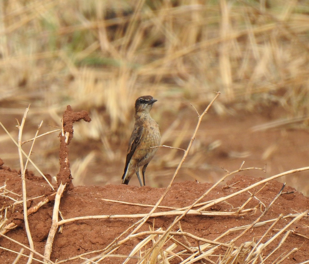 Heuglin's Wheatear - ML436904671