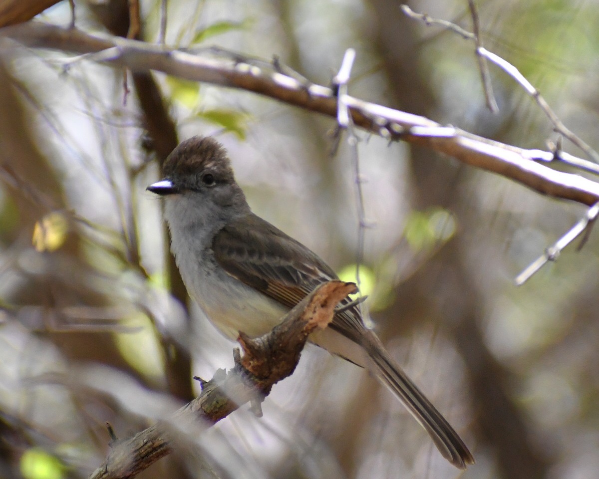 Yucatan Flycatcher - Samantha Ke Rodriguez