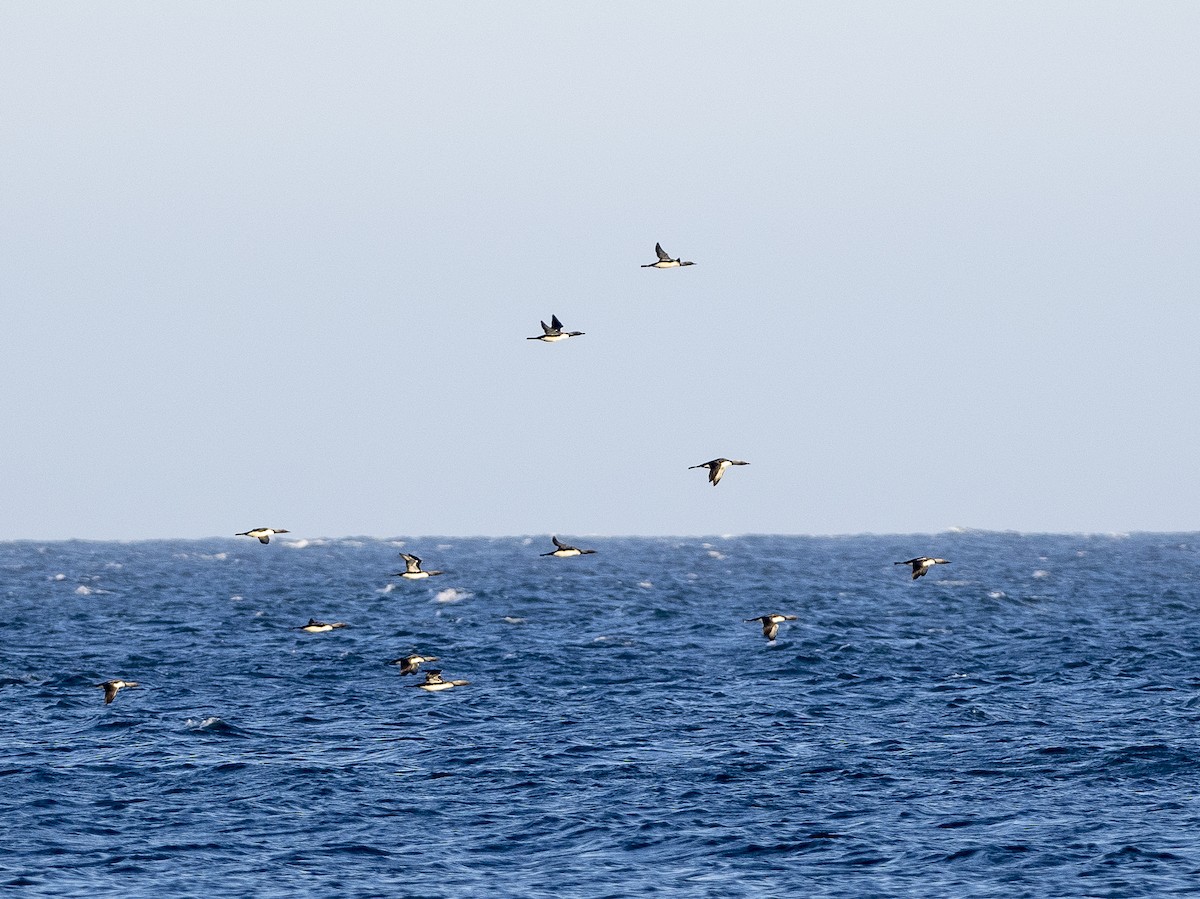 Pacific Loon - ML436908781