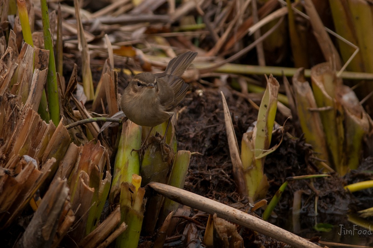 Dusky Warbler - ML43690931