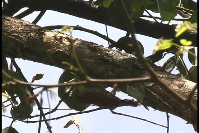 Buff-throated Woodcreeper (Buff-throated) - ML436910