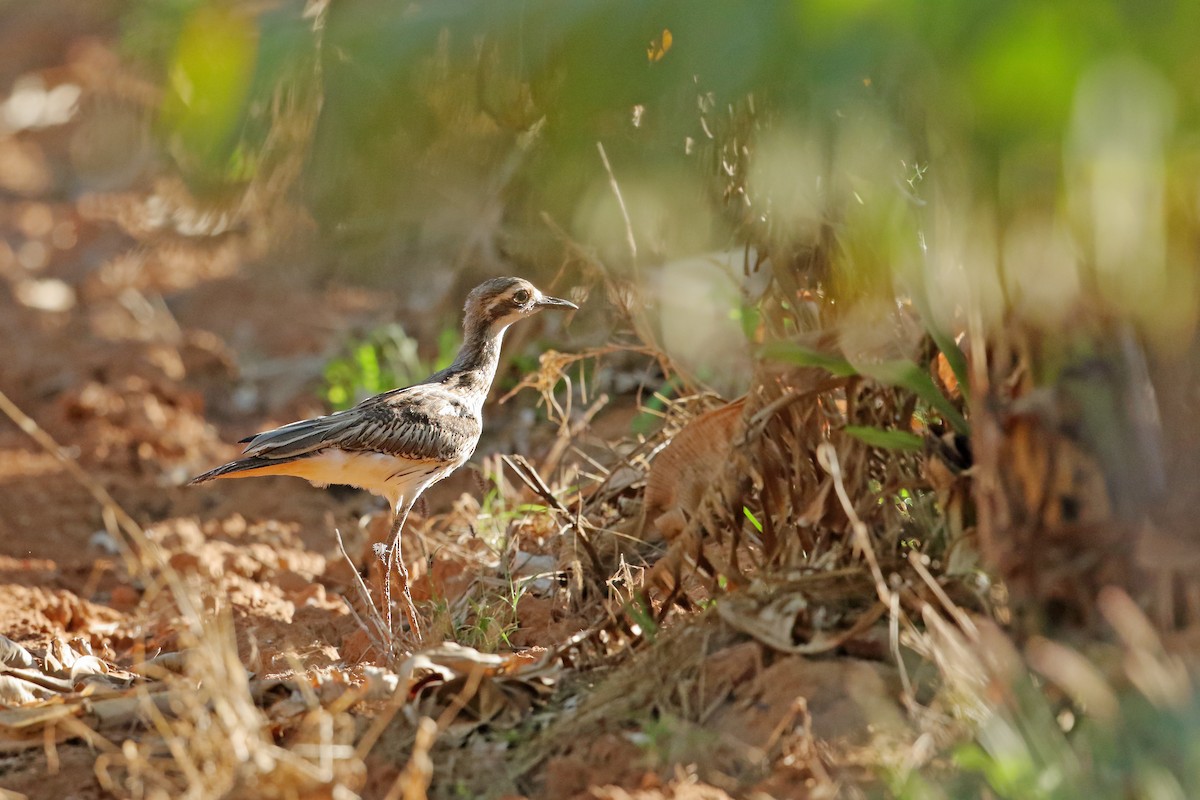 Bush Thick-knee - ML436910011