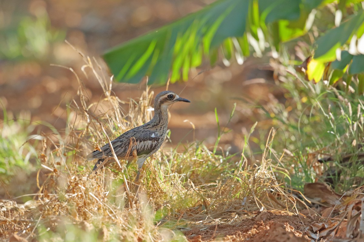 Bush Thick-knee - ML436910051