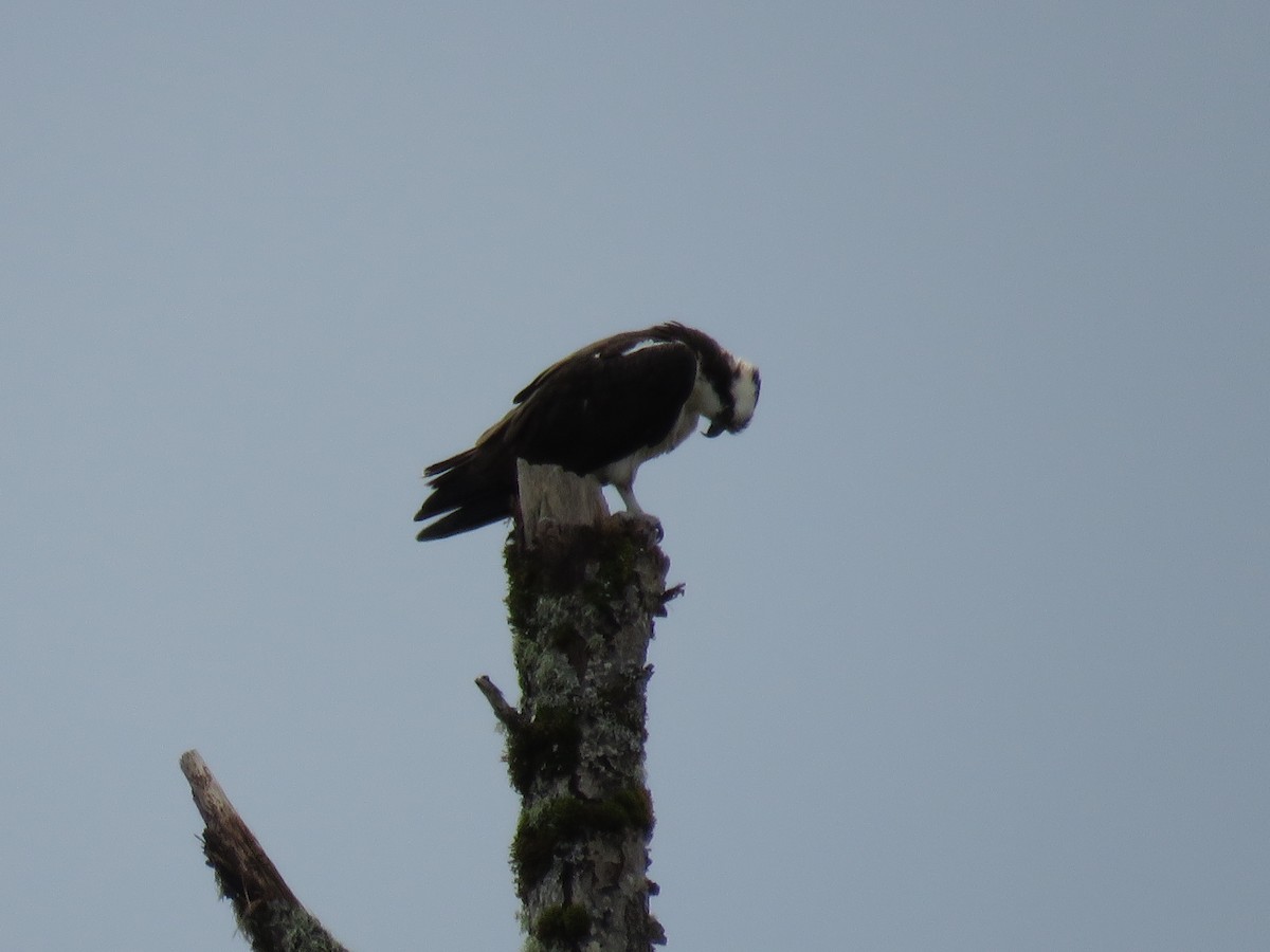 Osprey - Calen Randall