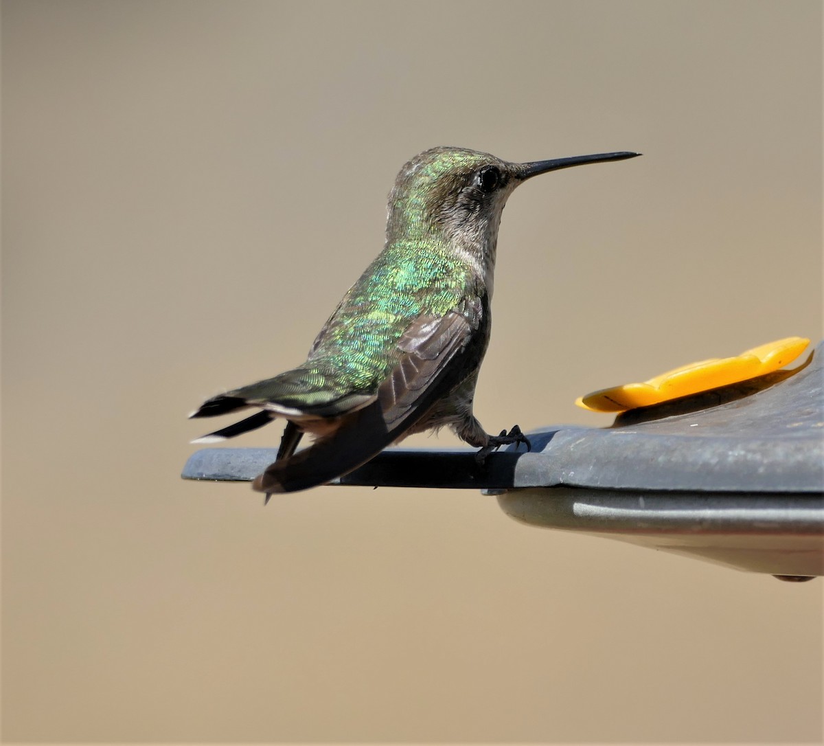 Anna's Hummingbird - ML436910881