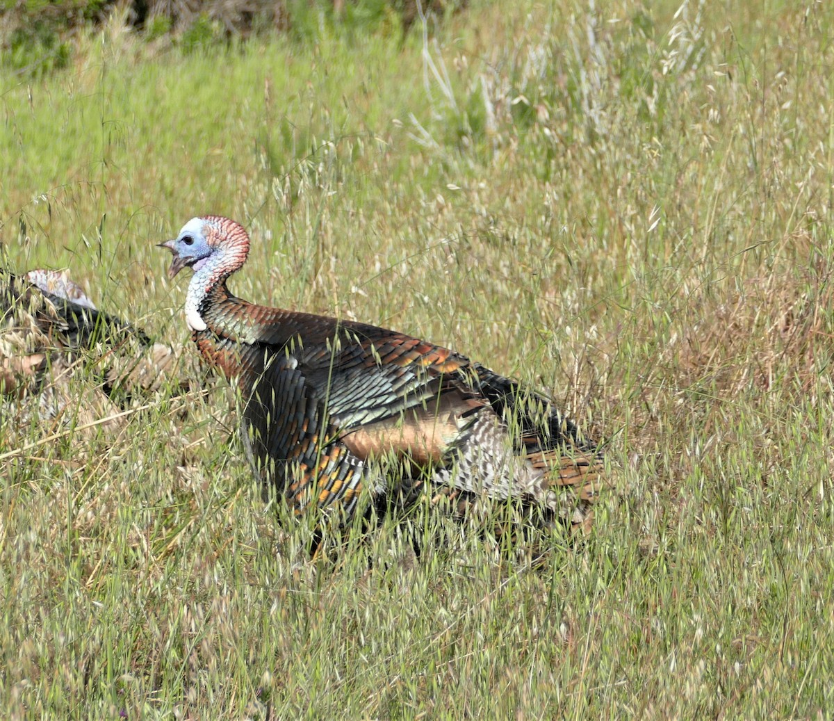 Wild Turkey - Kitty ONeil