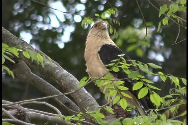 Yellow-headed Caracara - ML436911