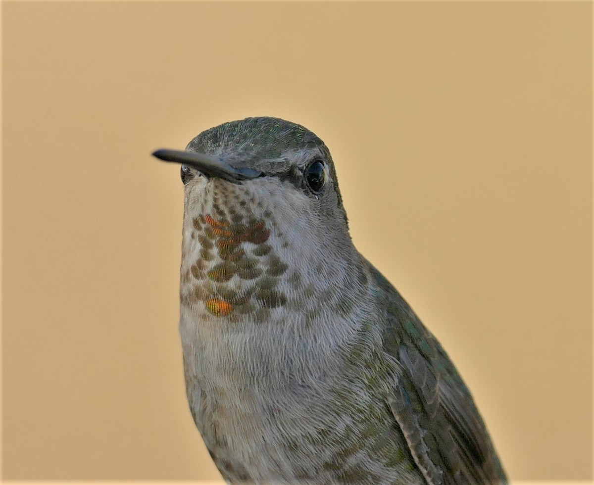 Anna's Hummingbird - Kitty ONeil