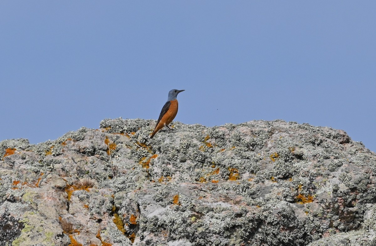 Rufous-tailed Rock-Thrush - ML436911041