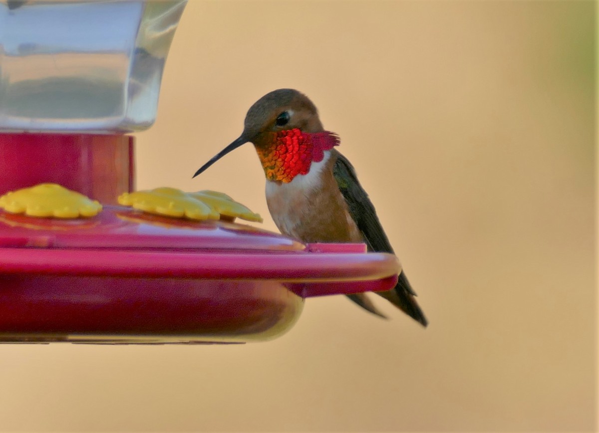 Rufous Hummingbird - Kitty ONeil