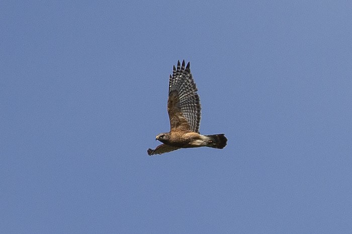 Red-shouldered Hawk - ML436912241