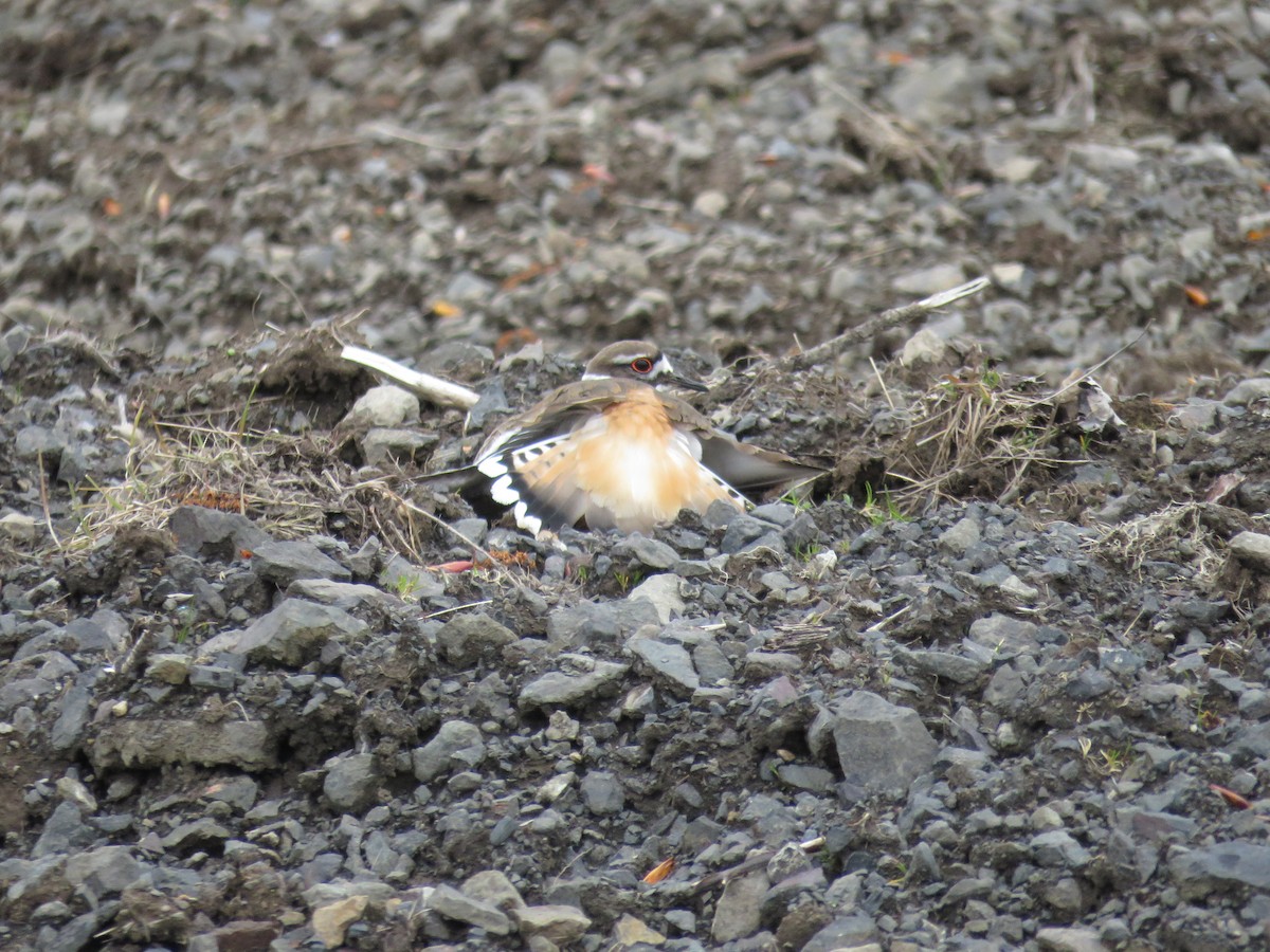 Killdeer - ML436912431