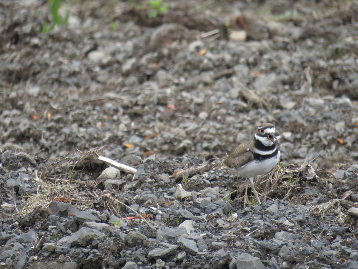 Killdeer - ML436912441