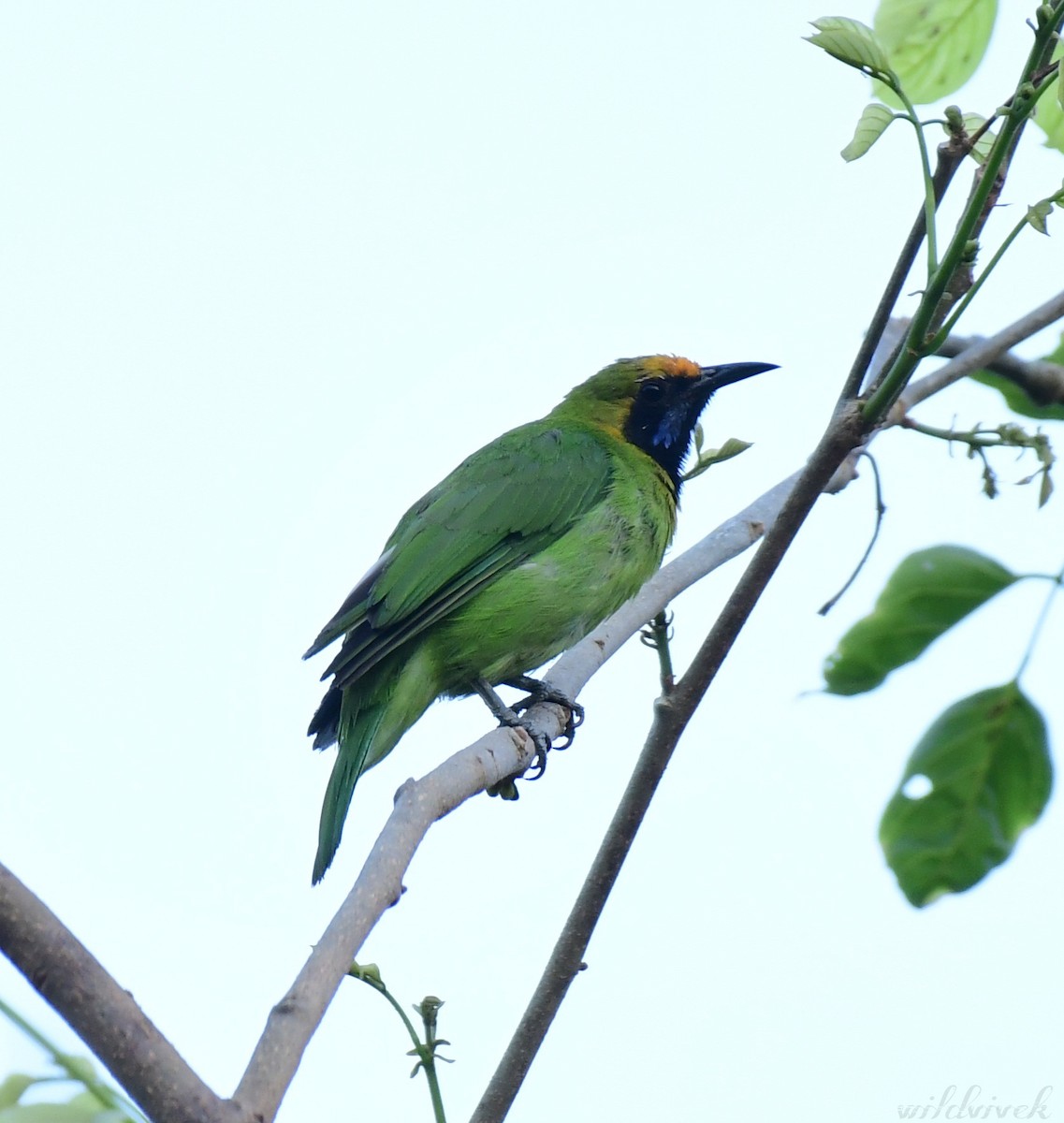 Golden-fronted Leafbird - ML436912731