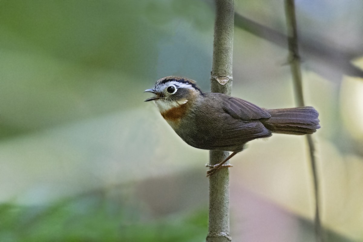 Rufous-throated Fulvetta - ML436913001