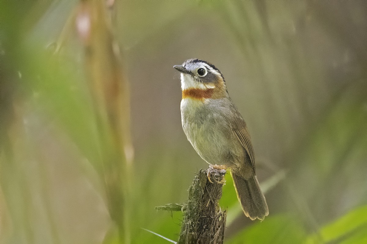 Rufous-throated Fulvetta - ML436913041