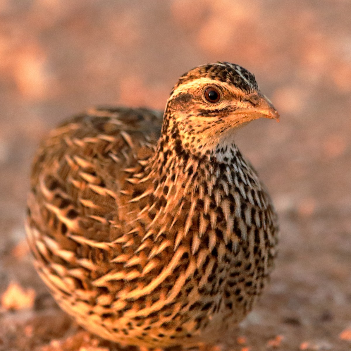 Stubble Quail - ML436913551