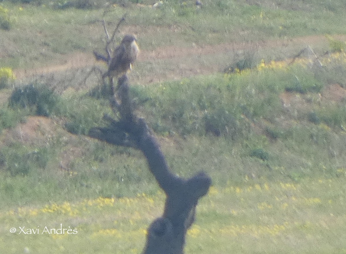 Long-legged Buzzard - ML436913941