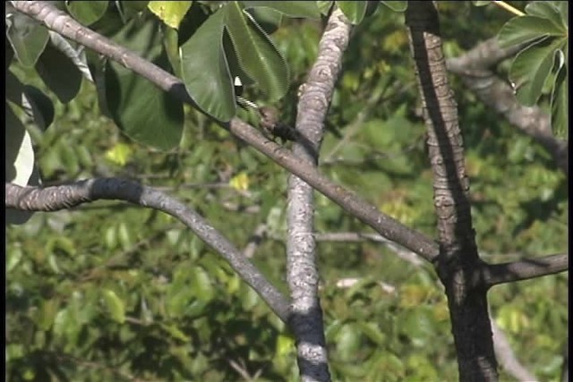 Pale-headed Jacamar - ML436914