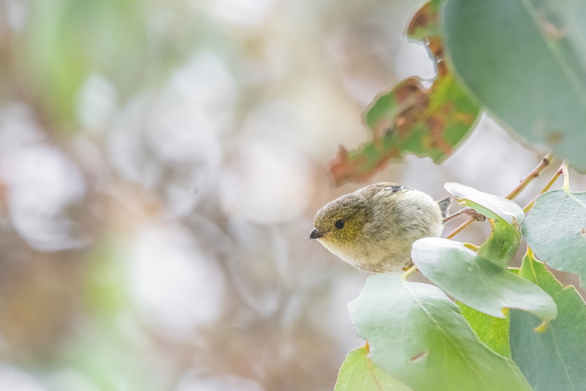 Forty-spotted Pardalote - Bird Dude