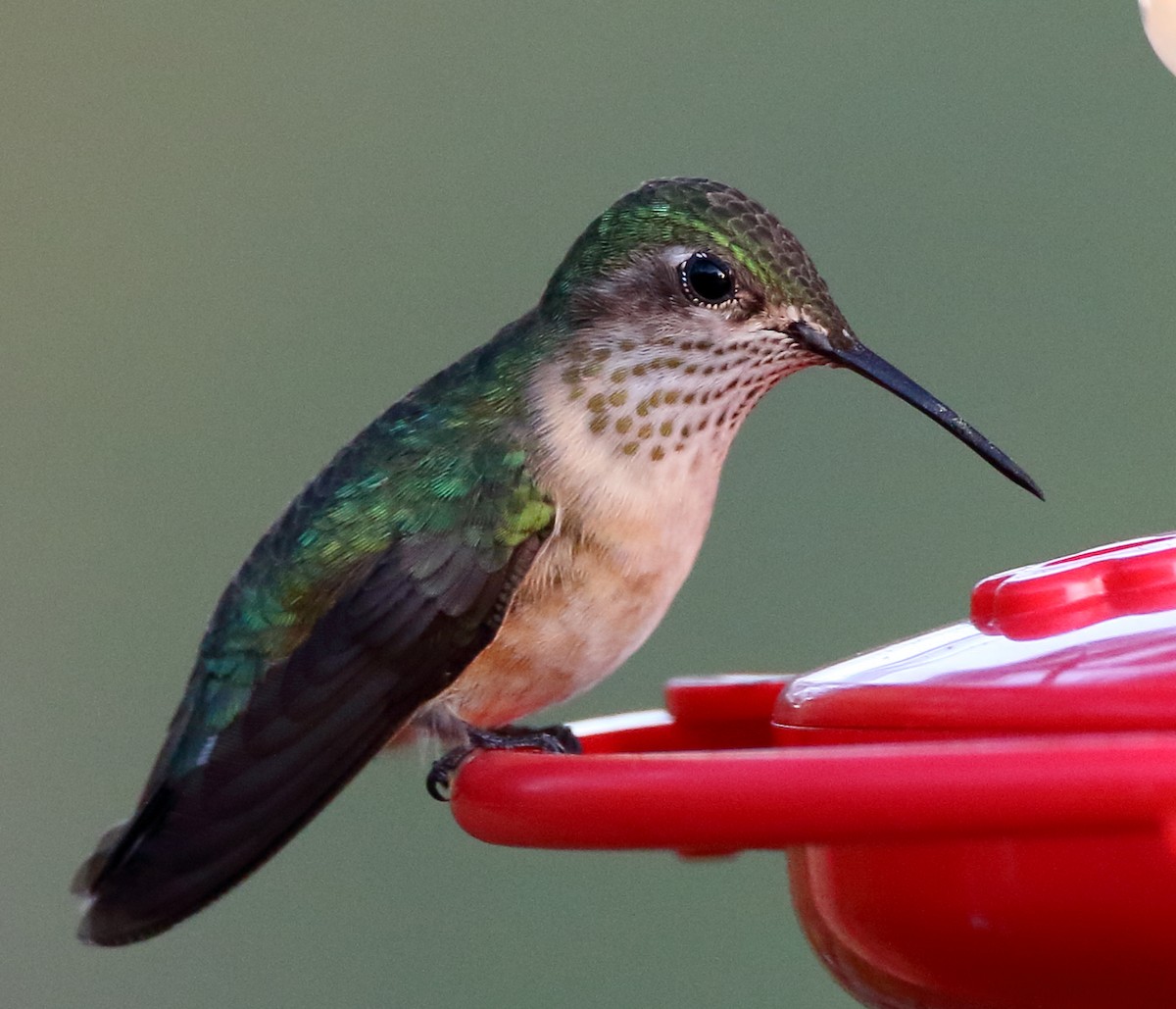 Calliope Hummingbird - ML436915211