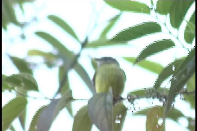 hvitpanneløvtyrann (leucogonys gr.) - ML436916