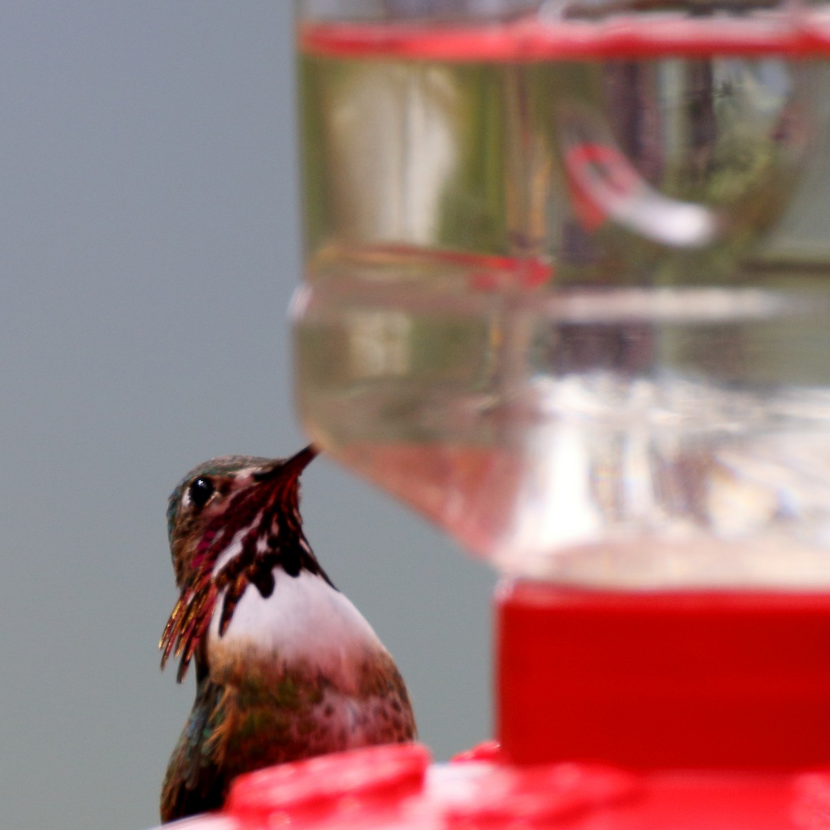 Calliope Hummingbird - ML436916531