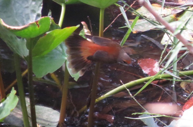 Australian Rufous Fantail - ML43691711