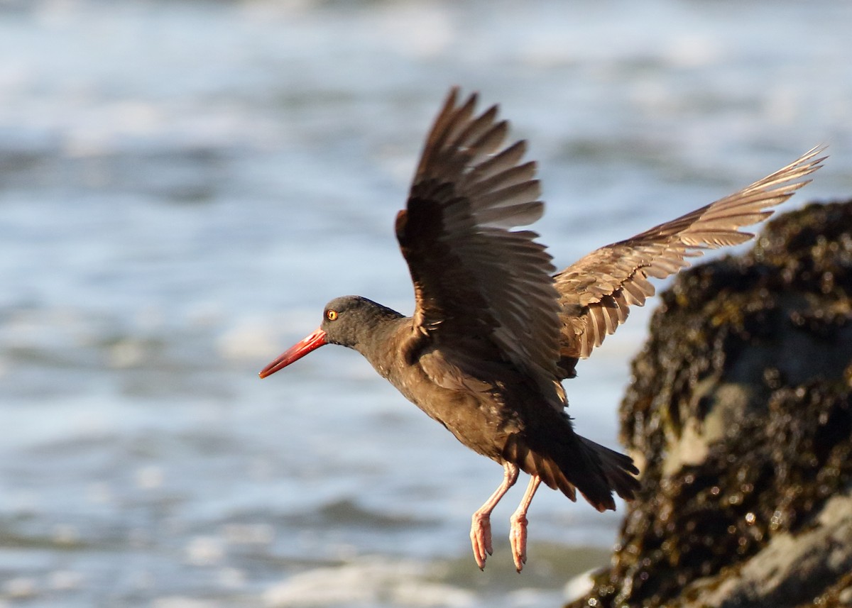 Black Oystercatcher - ML436917301