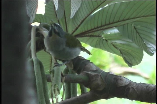 Buff-throated Saltator - ML436918