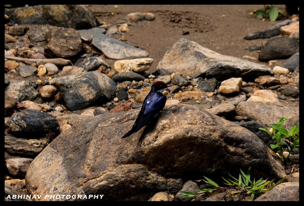 Wire-tailed Swallow - Prakash G