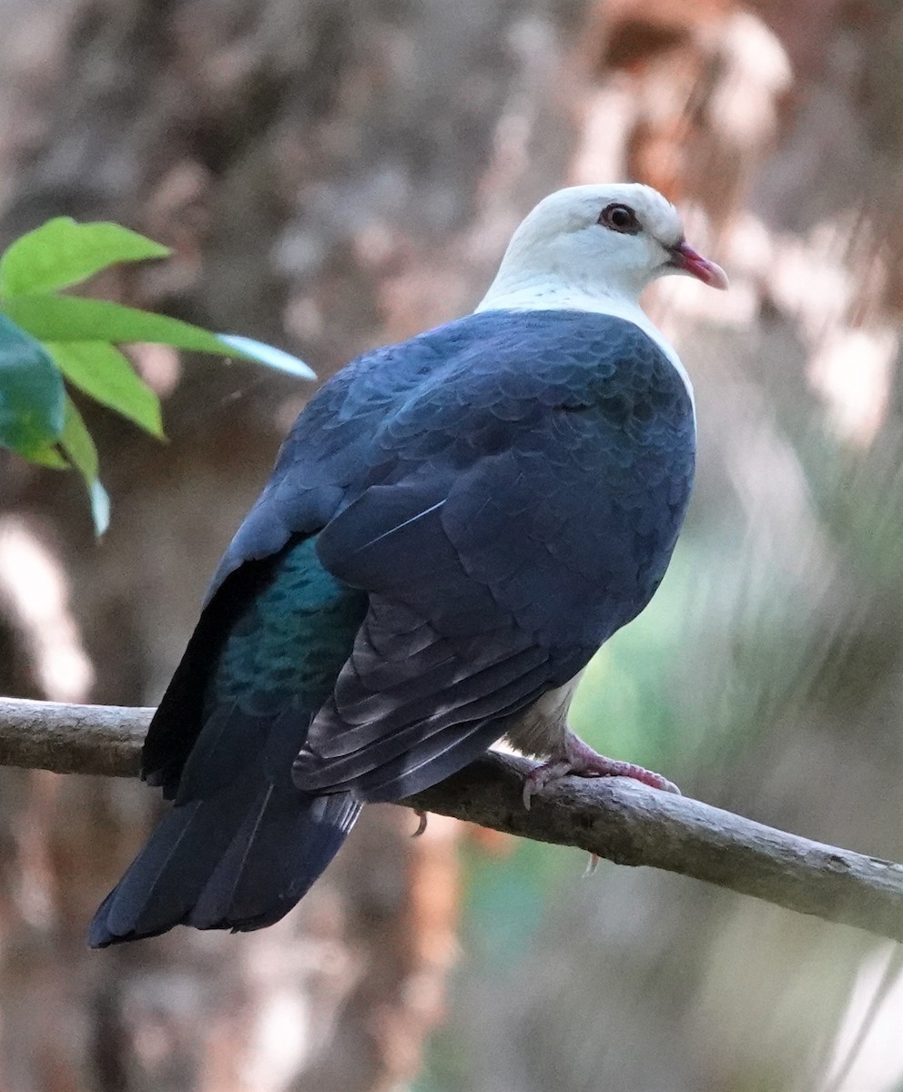 White-headed Pigeon - ML436919571