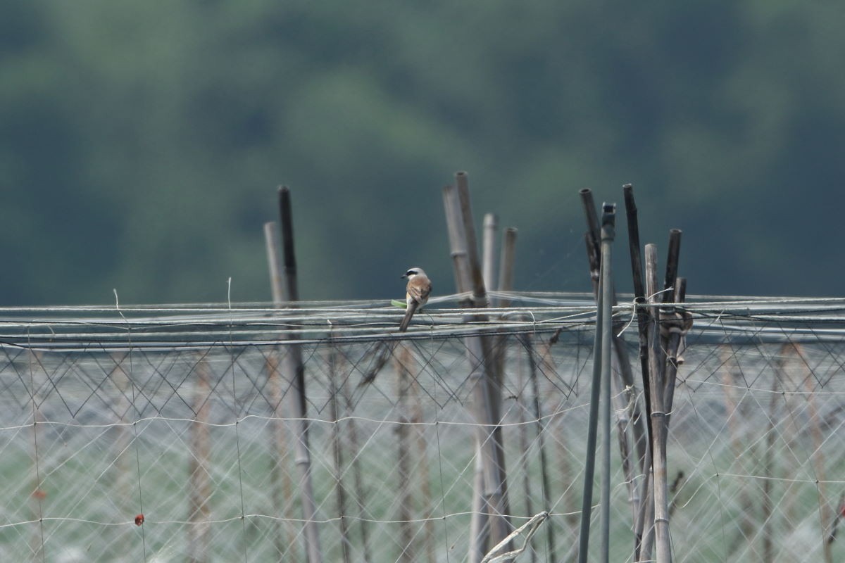 Red-backed Shrike - ML43691961