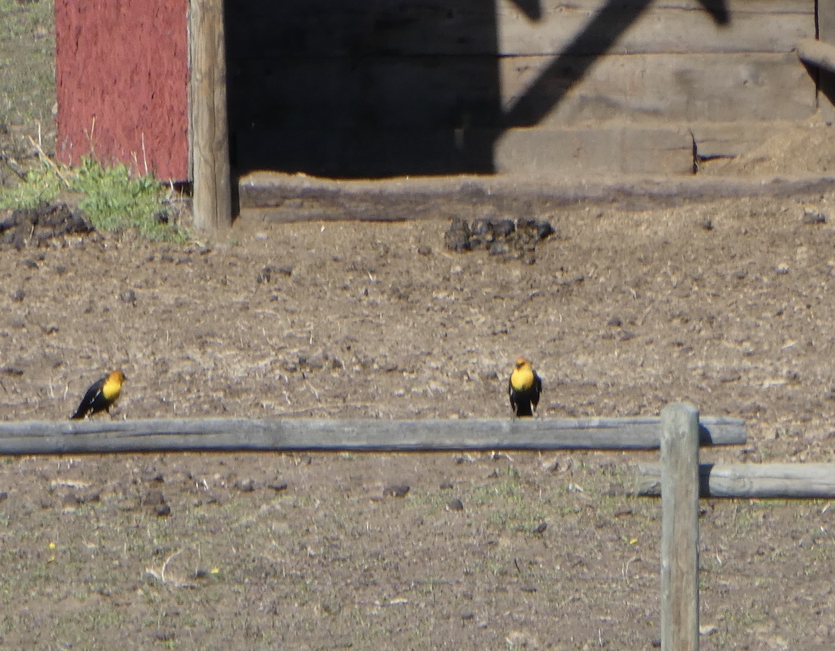 Yellow-headed Blackbird - ML436919881