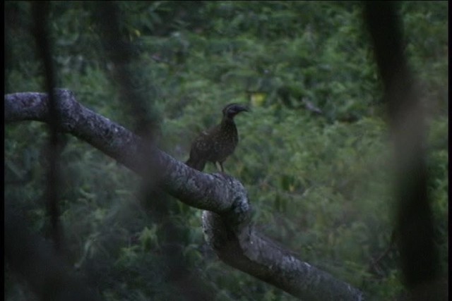 Band-tailed Guan - ML436921