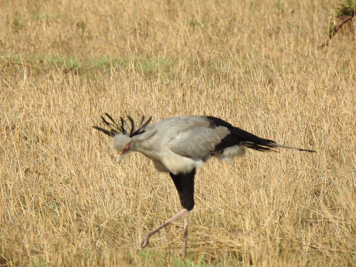 Secretarybird - ML436922011