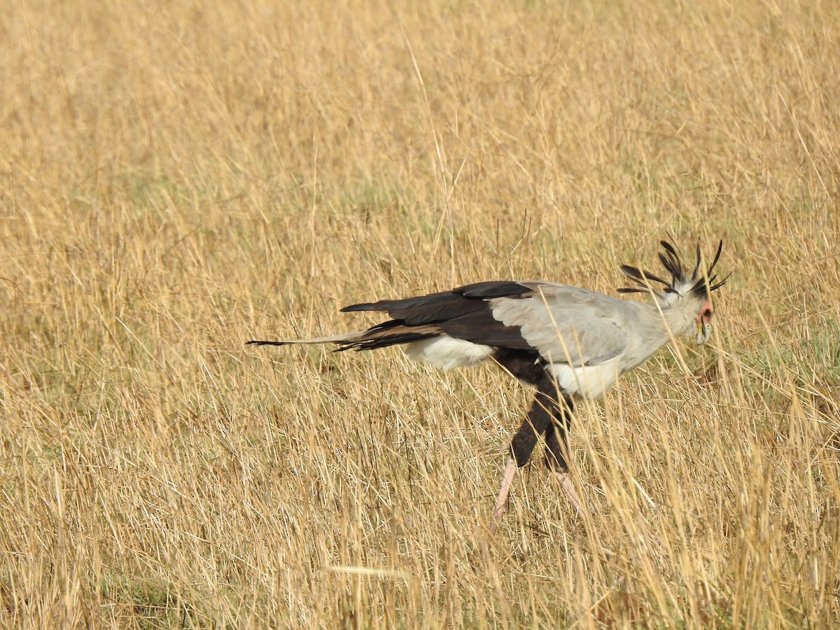 Secretarybird - ML436922021