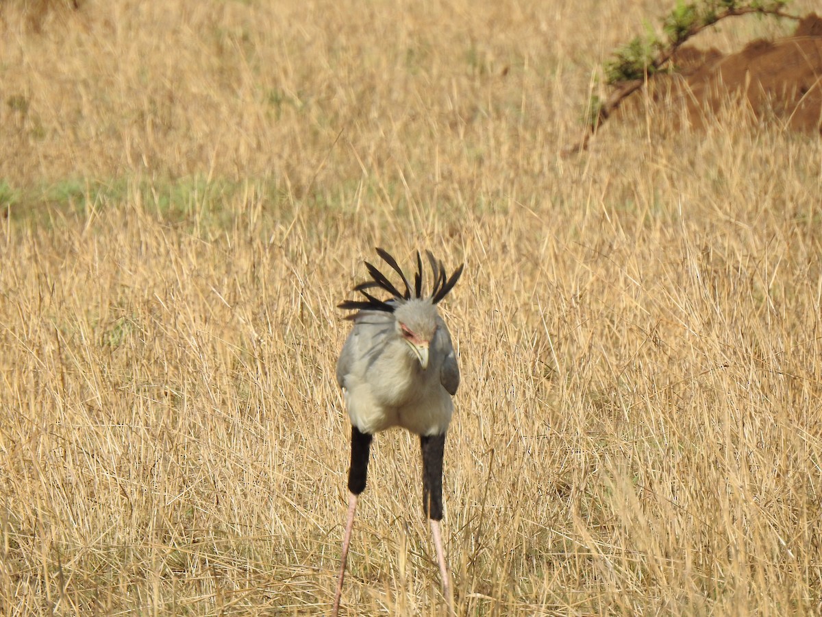 Secretarybird - ML436922031