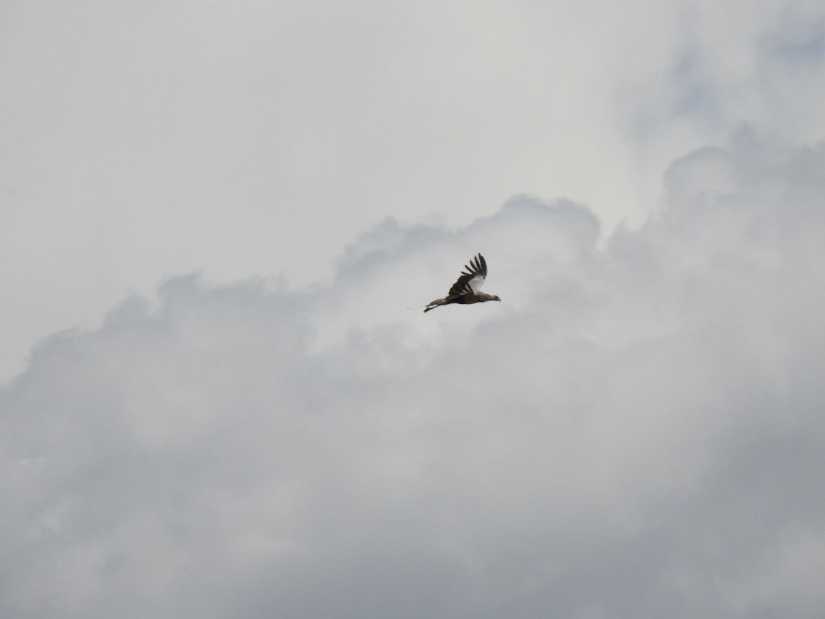 Secretarybird - ML436922041