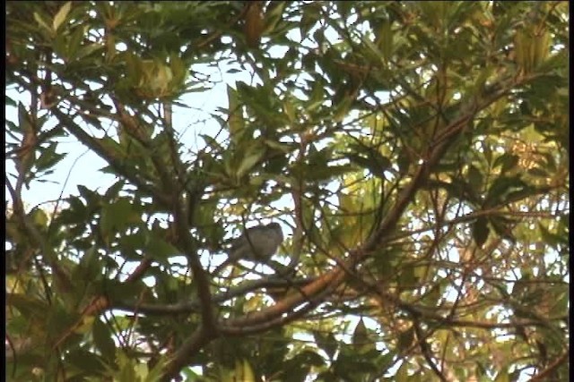 カオグロフウキンチョウ - ML436923