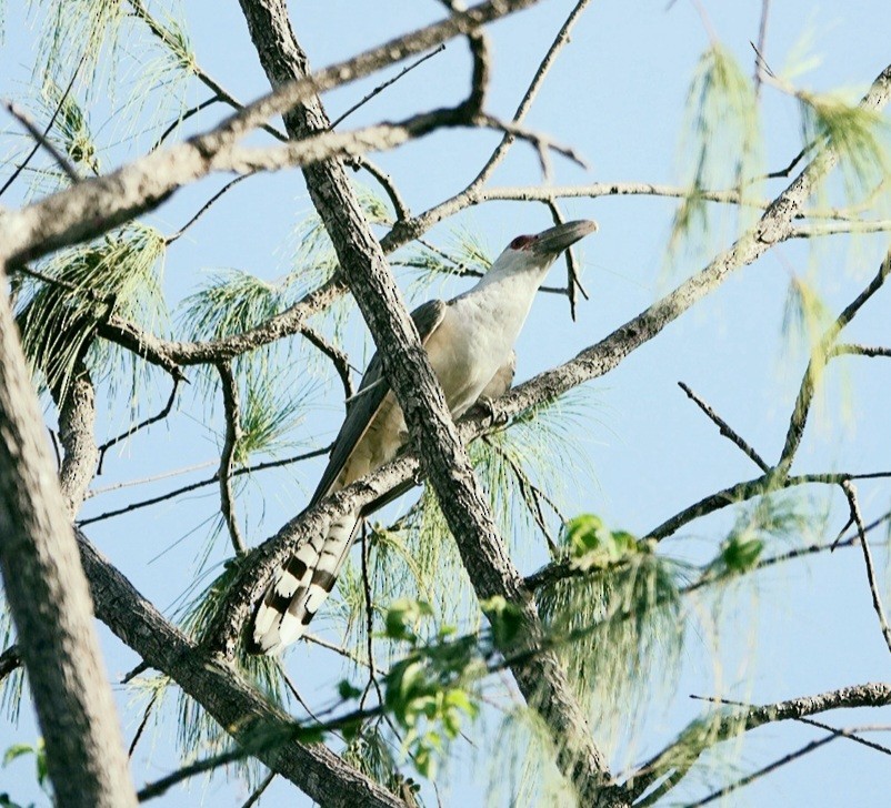 Channel-billed Cuckoo - ML436923531